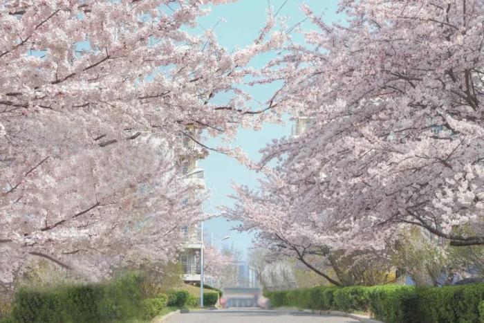 一大半免費！賞櫻花去哪？春天的浪漫都在這裡啦 post thumbnail image