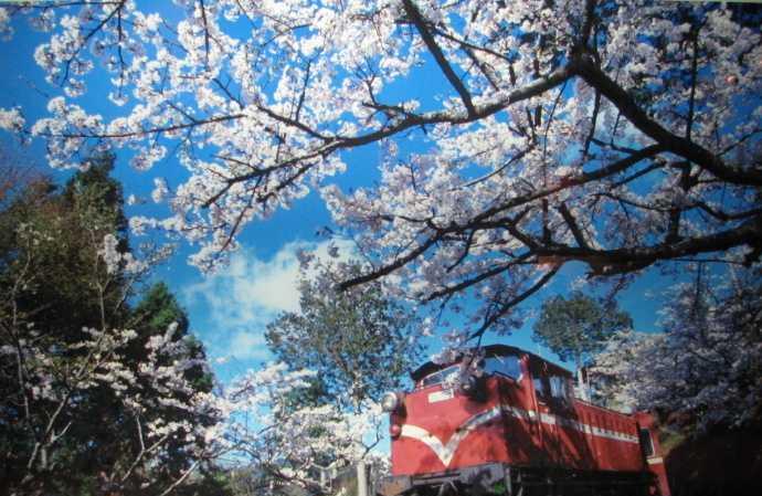 今年份的阿里山櫻花已經送達，請各位客官檢視後儘快簽收！ post thumbnail image