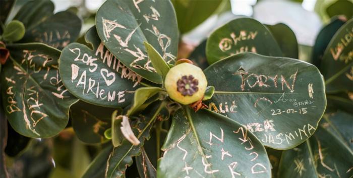 現炒蝦飯製作過程