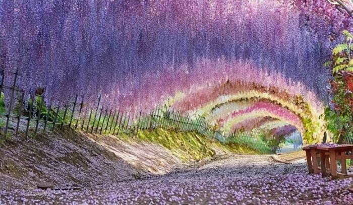 河內藤園紫藤花