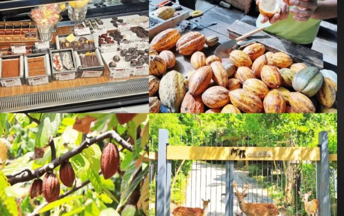 屏東親子農場推薦：Top5必訪景點攻略：精選DIY、露營、香草、巧克力與動物互動農場 post thumbnail image